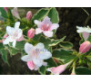 Вейгела квітуча варієгата (Weigela florida Variegata)